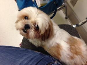 Sookie's first sick day with me. 