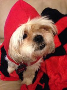 Sookie says you are welcome to pet her any time.